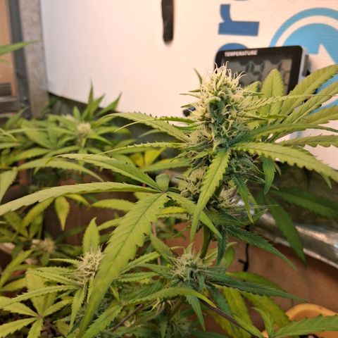 2 Rainbow maker Bsf  growlog photo: 20 hs rainbow auto