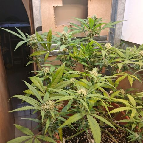 2 Rainbow maker Bsf  growlog photo: 20 hs rainbow auto