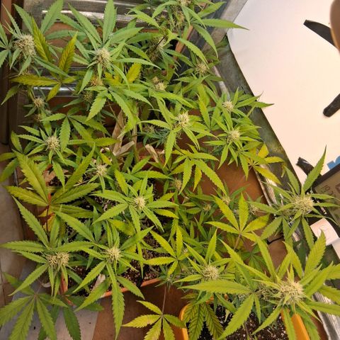 2 Rainbow maker Bsf  growlog photo: 20 hs rainbow auto