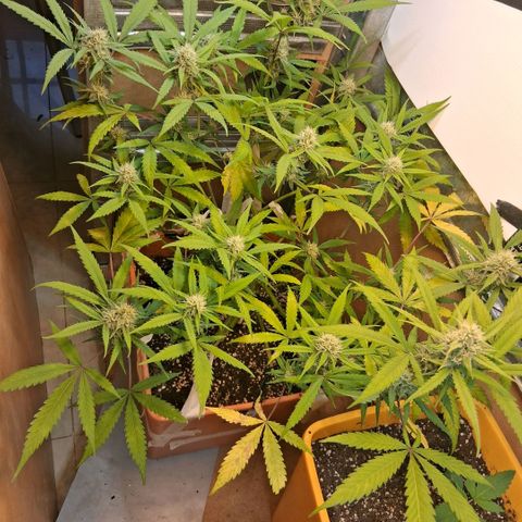 2 Rainbow maker Bsf  growlog photo: 20 hs durante el riego... empiezan a oler... arma de doble filo esta preciosa esta auto