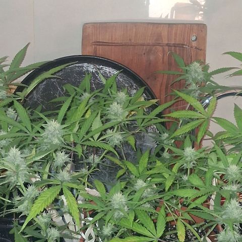 2 Rainbow maker Bsf  growlog photo: 20 hs durante el riego... empiezan a oler... arma de doble filo esta preciosa esta auto