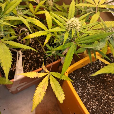 2 Rainbow maker Bsf  growlog photo: 20 hs durante el riego... empiezan a oler... arma de doble filo esta preciosa esta auto