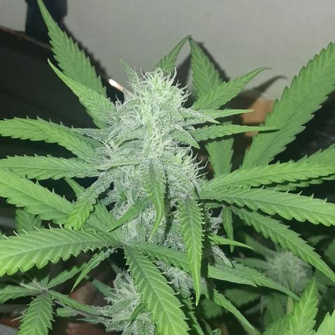 2 Rainbow maker Bsf  growlog photo: 20 hs durante el riego... empiezan a oler... arma de doble filo esta preciosa esta auto