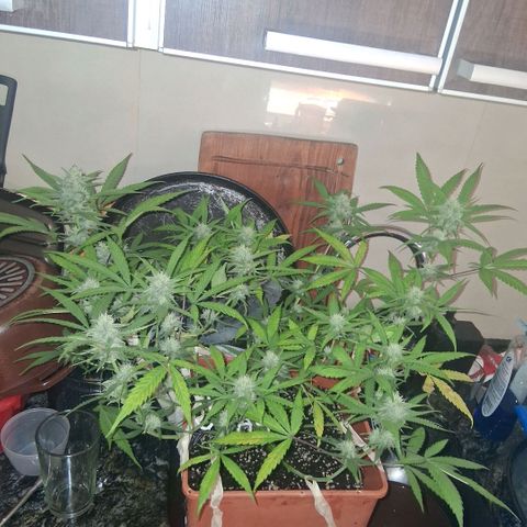 2 Rainbow maker Bsf  growlog photo: 20 hs durante el riego... empiezan a oler... arma de doble filo esta preciosa esta auto