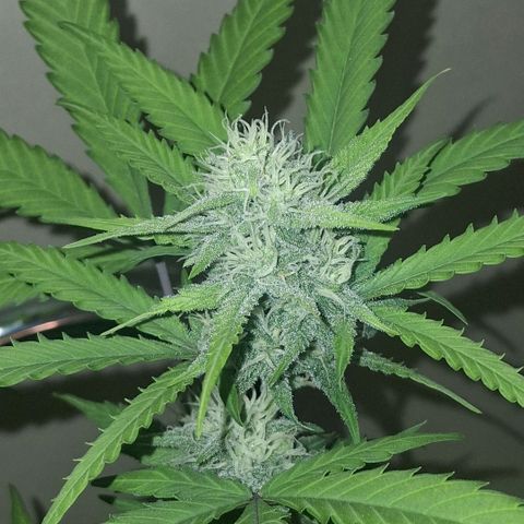 2 Rainbow maker Bsf  growlog photo: 20 hs durante el riego... empiezan a oler... arma de doble filo esta preciosa esta auto