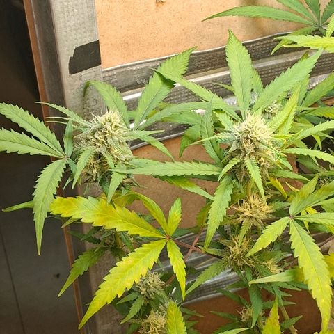 2 Rainbow maker Bsf  growlog photo: 22 hs rainbow auto olorosa ... 