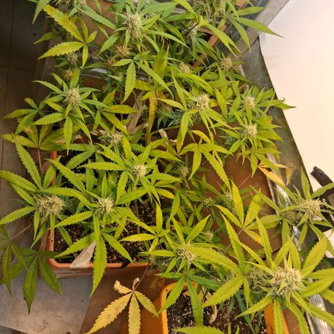2 Rainbow maker Bsf  growlog photo: 22 hs rainbow auto olorosa ... 