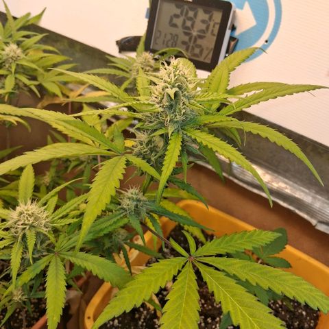 2 Rainbow maker Bsf  growlog photo: 22 hs rainbow auto olorosa ... 