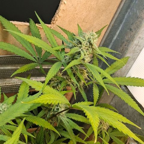 2 Rainbow maker Bsf  growlog photo: 22 hs rainbow auto olorosa ... 