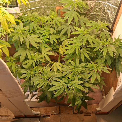 2 Rainbow maker Bsf  growlog photo: 22 hs rainbow foto en preflora 