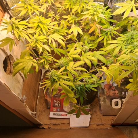 2 Egypto Indian seeds growlog photo: 22 hs egypto 1 y 2 empiezan a oler....