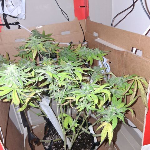 2 Egypto Indian seeds growlog photo: 22 hs egypto 1 y 2 empiezan a oler....