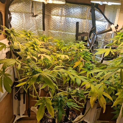 2 Egypto Indian seeds growlog photo: 22 hs egypto 1 y 2 empiezan a oler....
