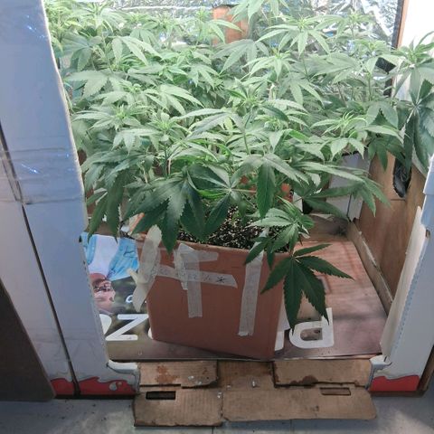 2 Rainbow maker Bsf  growlog photo: 22 hs rainbow foto en preflora 