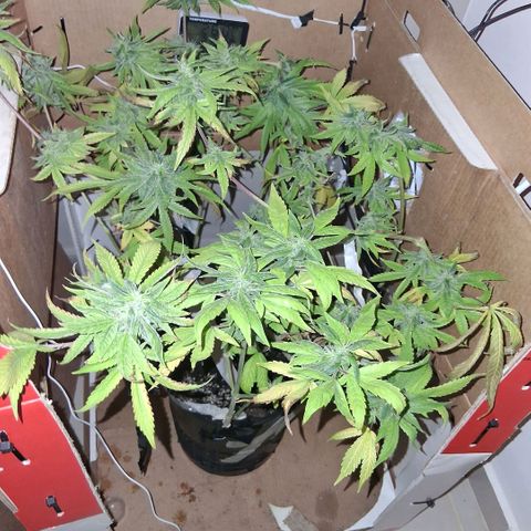 2 Egypto Indian seeds growlog photo: 22 hs egypto 1 y 2 empiezan a oler....