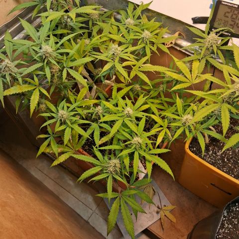 2 Rainbow maker Bsf  growlog photo: 20.30 rainbow auto