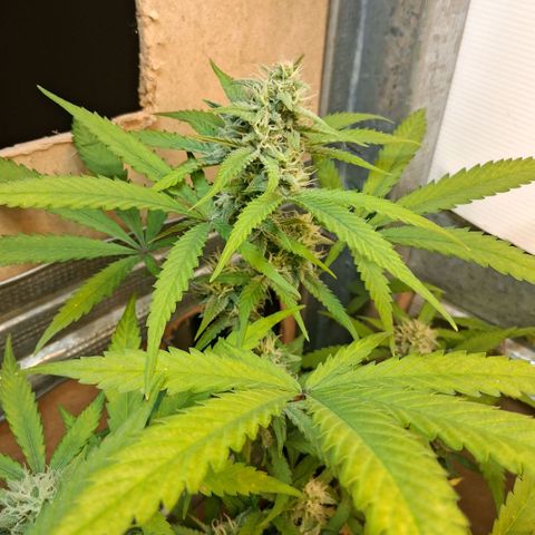 2 Rainbow maker Bsf  growlog photo: 20.30 rainbow auto