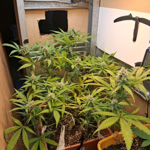 2 Rainbow maker Bsf  growlog photo: 10 hs rainbow auto esta super olorosa ya