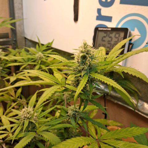 2 Rainbow maker Bsf  growlog photo: 10 hs rainbow auto esta super olorosa ya