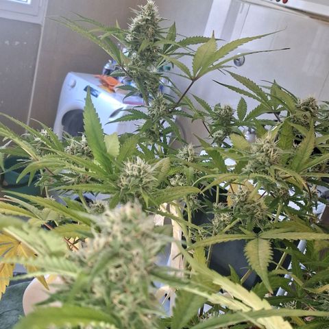 2 Rainbow maker Bsf  growlog photo: 20 hs... olorosa la rainbow auto
