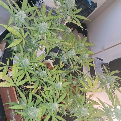 2 Rainbow maker Bsf  growlog photo: 20 hs... olorosa la rainbow auto