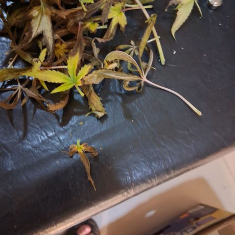 2 Egypto Indian seeds growlog photo: 22 hs egypto intentando corregir