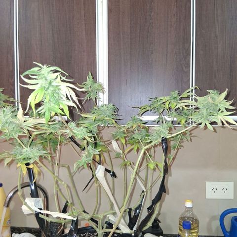 2 Egypto Indian seeds growlog photo: 22 hs egypto intentando corregir