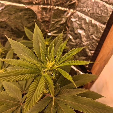 2 Rainbow maker Bsf  growlog photo: 22 hs rainbow maker foto... 