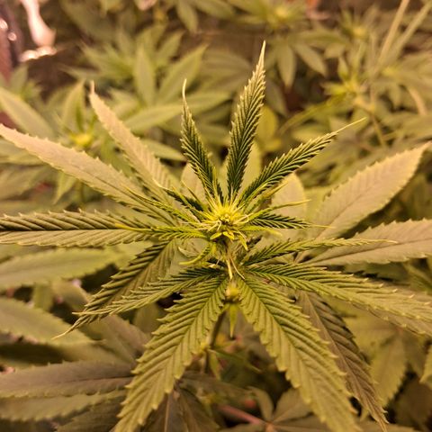 2 Rainbow maker Bsf  growlog photo: 22 hs rainbow maker foto... 
