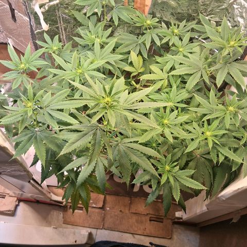 2 Rainbow maker Bsf  growlog photo: 22 hs rainbow maker foto... 