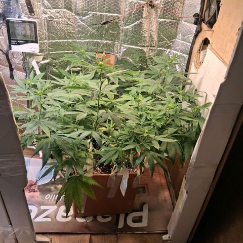 2 Rainbow maker Bsf  growlog photo: 22 hs rainbow maker foto... 