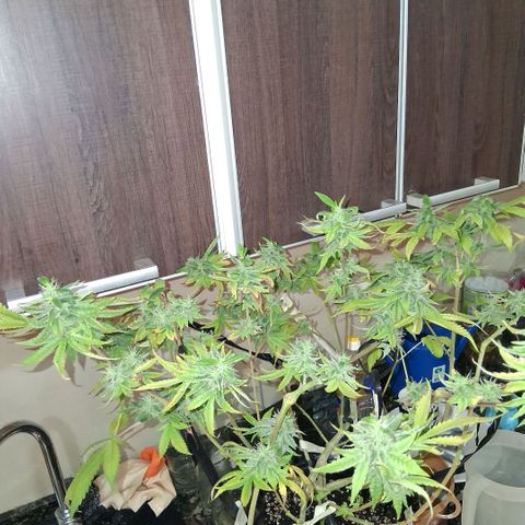 2 Egypto Indian seeds growlog photo: 22 hs egypto intentando corregir