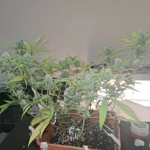 2 Rainbow maker Bsf  growlog photo: 20 hs rainbow auto
