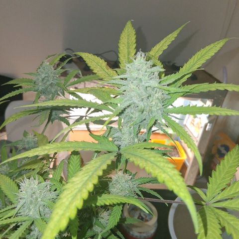 2 Rainbow maker Bsf  growlog photo: 20 hs rainbow auto