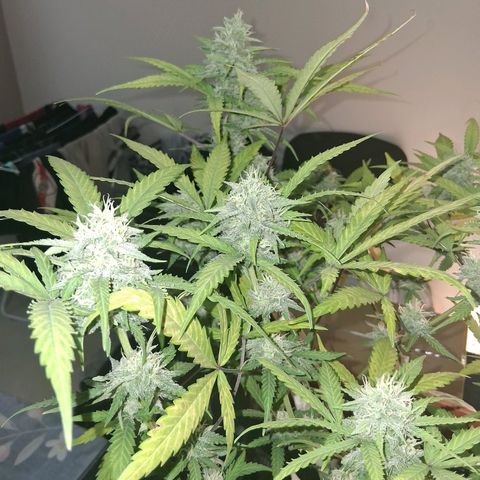 2 Rainbow maker Bsf  growlog photo: 20 hs rainbow auto