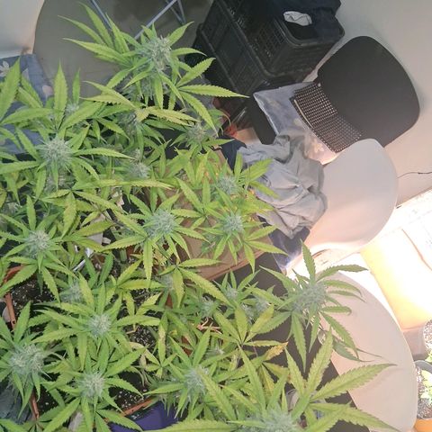 2 Rainbow maker Bsf  growlog photo: 20 hs rainbow auto