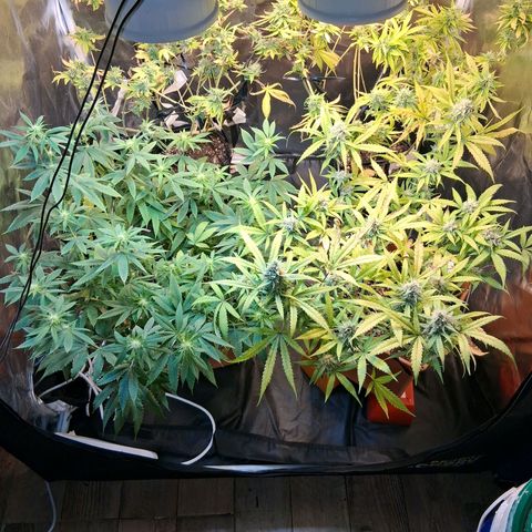 2 Rainbow maker Bsf  growlog photo: 00 hs las 4 en la carpa! 27 28 grados de temp mañana se agregaran 2 galpo mas y 2 venti para q muevan el aire!