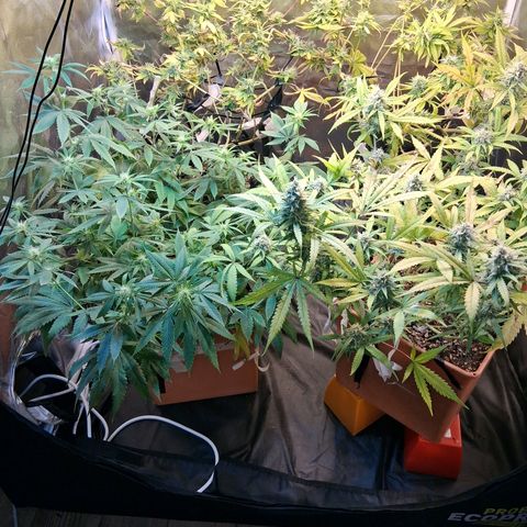 2 Rainbow maker Bsf  growlog photo: 00 hs las 4 en la carpa! 27 28 grados de temp mañana se agregaran 2 galpo mas y 2 venti para q muevan el aire!