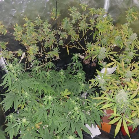2 Rainbow maker Bsf  growlog photo: 16hs