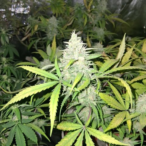 2 Rainbow maker Bsf  growlog photo: 16hs