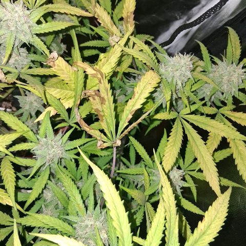2 Rainbow maker Bsf  growlog photo: 16hs