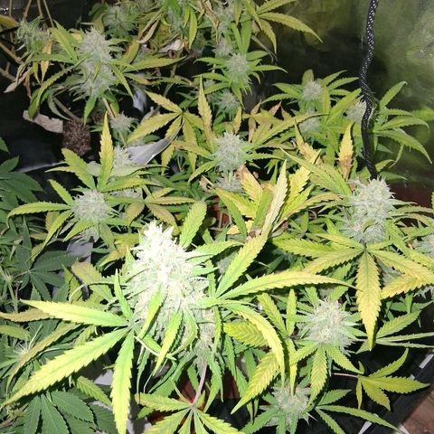 2 Rainbow maker Bsf  growlog photo: 16hs