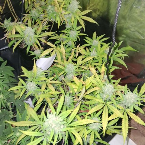 2 Rainbow maker Bsf  growlog photo: 16hs