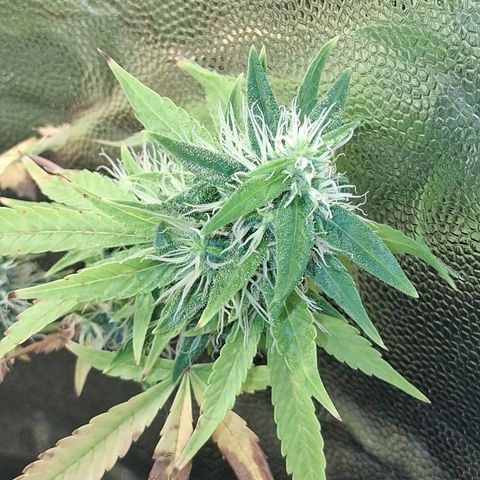 2 Egypto Indian seeds growlog photo: 23 hs 