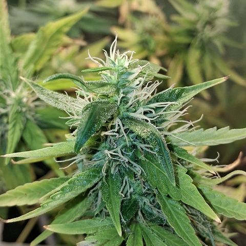 2 Egypto Indian seeds growlog photo: 23 hs 