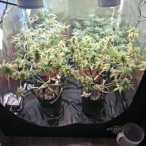 2 Egypto Indian seeds growlog photo: 23 hs 