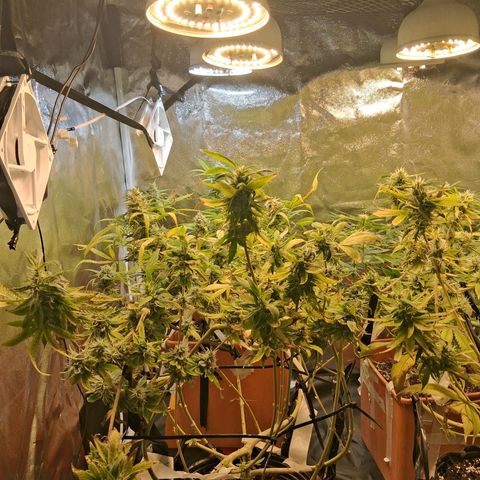 2 Egypto Indian seeds growlog photo: 23 hs 