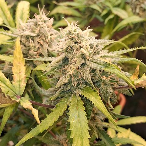 2 Rainbow maker Bsf  growlog photo: 23 hs rainbow auto