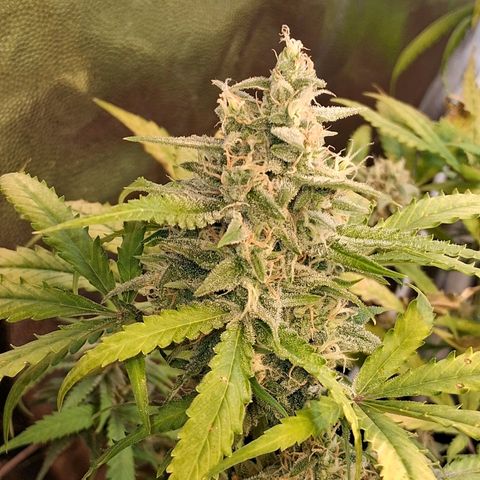 2 Rainbow maker Bsf  growlog photo: 23 hs rainbow auto