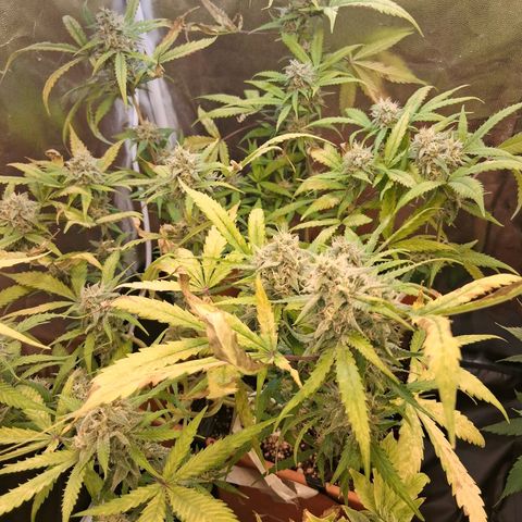 2 Rainbow maker Bsf  growlog photo: 23 hs rainbow auto